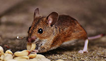 24 Hour & Emergency Exterminators in Shope Gardens, PA